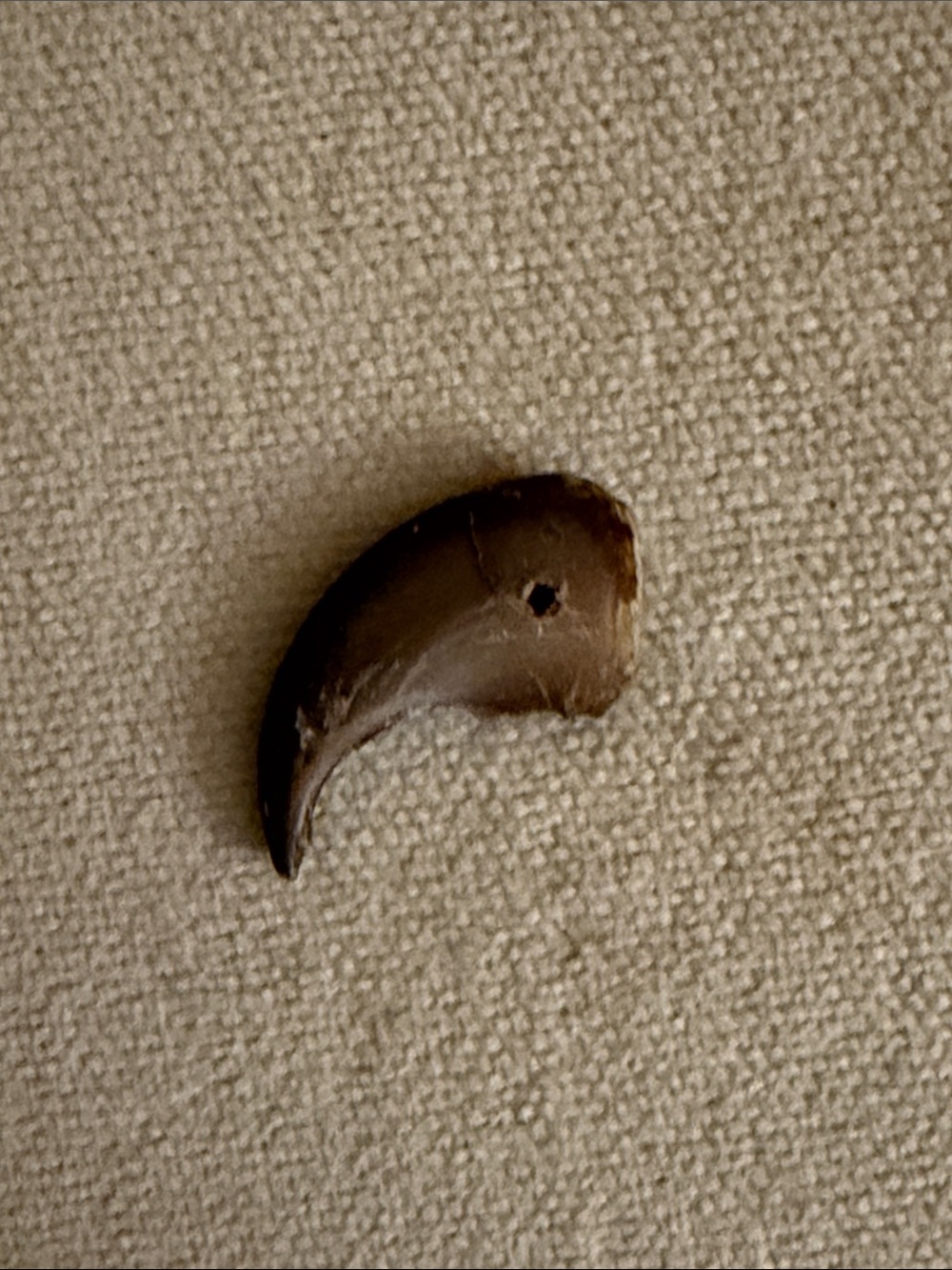 Handcrafted Brown Claw Pendant Necklace Accent